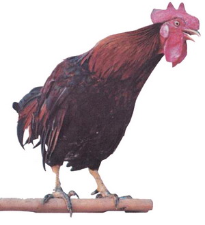 Budidaya Ayam Ketawa