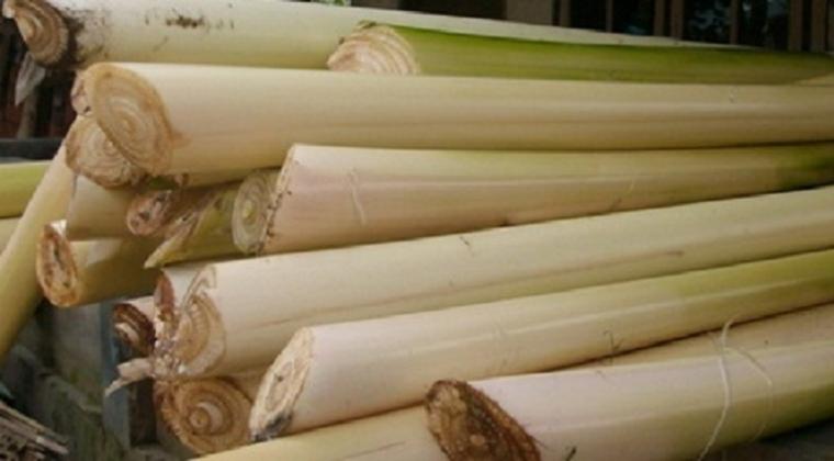 Pakan Alternatif Dari Gedebog Pisang Untuk Ternak Ruminansia Pakan Alternatif Dari Gedebog Pisang Untuk Ternak Ruminansia