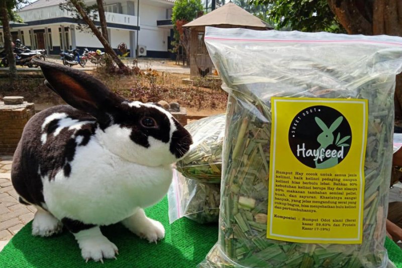 Mahasiswa Polbangtan YoMa produksi dan pasarkan pakan kelinci