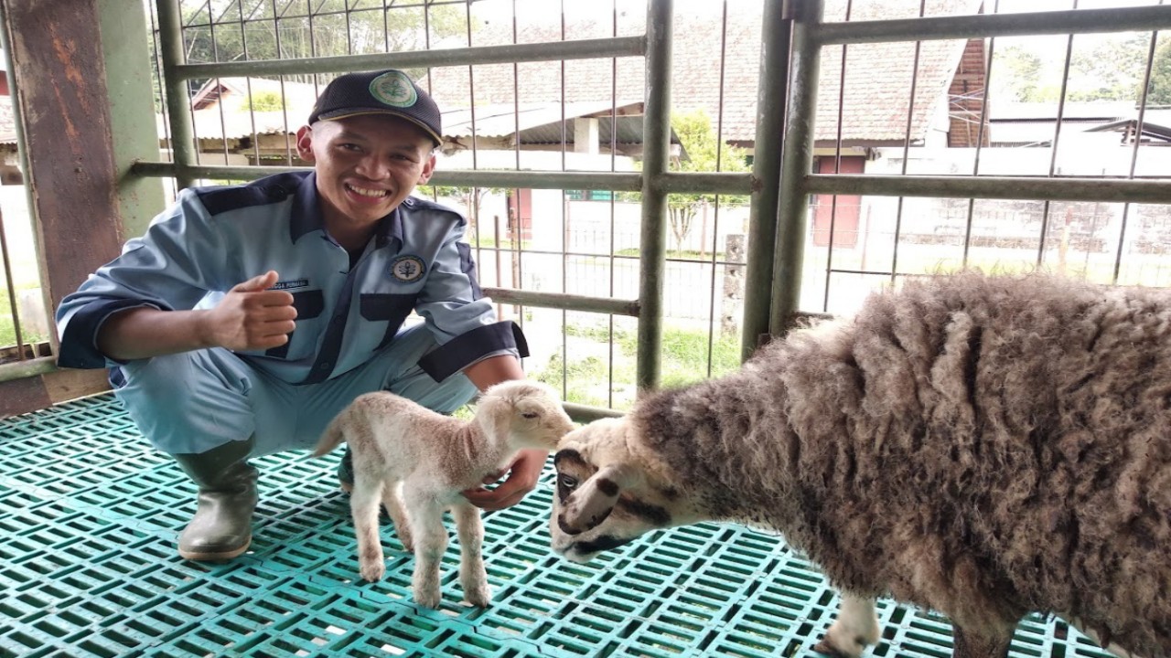 Tertarik Breeding Domba, Bertekad Hasilkan Gen Unggul